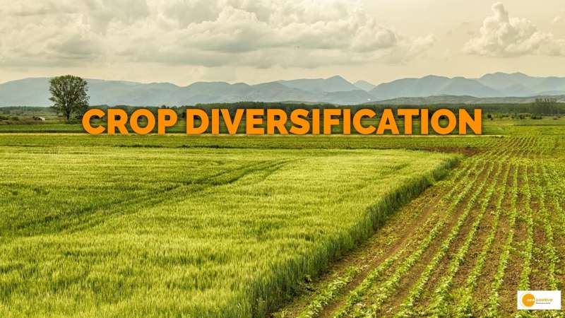 Crop Diversification Boosting Agricultural Productivity Through