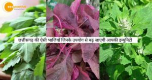 Read more about the article छत्तीसगढ़ की ऐसी भाजियाँ जिनके उपयोग से बढ़ जाएगी आपकी इम्युनिटी