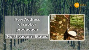 Read more about the article RUBBER PRODUCTION: रबर उत्पादन हब बनेंगे पूर्वोत्तर राज्य, केंद्र सरकार कर रही 2 लाख हेक्टेयर में रबर प्लांटेशन की तैयारी!