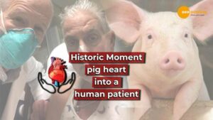 Read more about the article SURGEONS IN THE UNITED STATES TRANSPLANTED A PIG HEART INTO A HUMAN PATIENT