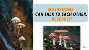 Read more about the article MUSHROOMS CAN TALK TO EACH OTHER, SAYS RESEARCH