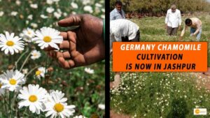 Read more about the article CHAMOMILE CULTIVATION: उन्नत होंगे छत्तीसगढ़ के किसान, कैमोमाइल की खेती से दुनिया भर में छत्तीसगढ़ का उत्पाद बेचेगा जशपुर!