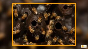 Read more about the article STINGLESS BEES: NOW A SOURCE OF FOOD, INCOME AND MEDICINE FOR THE TRIBES OF AMAZON