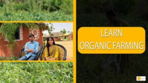 Read more about the article Learn organic farming from a duo who has taught over 8000 farmers at their Jaipur farm