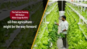 Read more about the article AGRICULTURE: हाइड्रोपोनिक खेती लाएगा कृषि के क्षेत्र में क्रांति, कैसी होगी बिना मिट्टी के खेती की अनोखी तकनीक