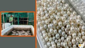 Read more about the article THIS WOMAN EARNS OVER RS 20,00,000 WITH THIS PEARL-FISH FARMING MODEL; ALL DETAILS INSIDE