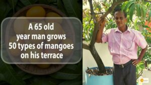 Read more about the article A 65 OLD YEAR MAN GROWS 50 TYPES OF MANGOES ON HIS TERRACE