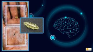 Read more about the article Robots will be sent into the brain; can treat mental illnesses