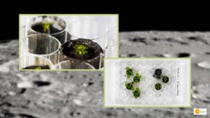 Read more about the article Hope of growing plants on Moon increased, grown plants in lunar soil successfully
