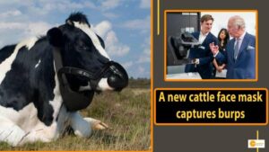 Read more about the article The prestigious Prince Charles Prize has been awarded to a burp-catching mask for gassy cows, which is designed to reduce methane emissions and slow climate change