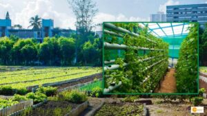 Read more about the article Urban Farming: खेती की अनोखी तकनीक, घर पर ही उगा सकते हैं ताज़ी और केमिकल फ्री सब्ज़ियां