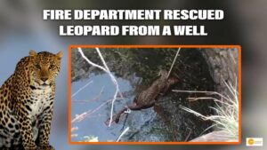Read more about the article Odisha Fire Department rescued leopard from a well in Sambalpur using a wooden ladder