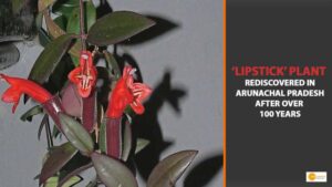 Read more about the article ‘Lipstick’ plant rediscovered in Arunachal Pradesh after over 100 years