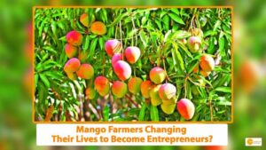 Read more about the article How Are Mango Farmers Changing Their Lives to Become Entrepreneurs?