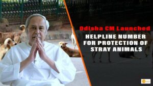 Read more about the article Odisha CM Launched Helpline Number For Protection Of Stray Animals