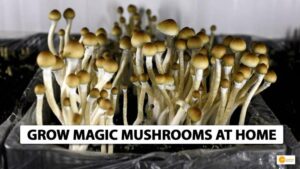 Read more about the article How to Grow Magic Mushrooms at home