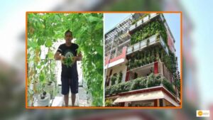 Read more about the article Hydroponics Farming: Man planted 10,000 plants without soil in his Three-Story Building