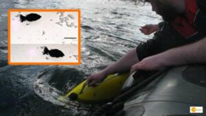 Read more about the article Scientists have unveiled a robotic fish that removes microplastics from the seas and can heal itself