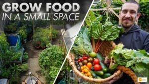 Read more about the article Various Techniques for Growing Food in Small Area