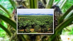 Read more about the article Karimnagar DCCB to Increase Oil Palm Plantation