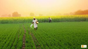 Read more about the article Organic Farming: UP farmers growing indigo with 70% less water