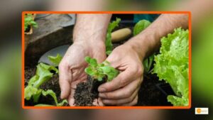 Read more about the article Studies says Gardening can improve Mental Health