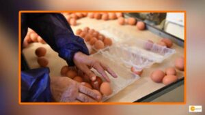 Read more about the article Research says Antibodies from Hen Eggs May Be Used to Treat Covid-19