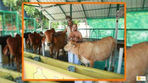 Read more about the article Karnataka Will Introduce Cow Adoption Program from Goshalas