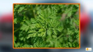 Read more about the article India succeeds in growing Anti-Malarial Plant ‘Artemisia’