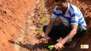 Read more about the article Karnataka intends to reintroduce Bhoochetana Scheme for Soil Health Protection