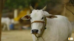 Read more about the article Chhattisgarh to start buying cow urine to make pest control products