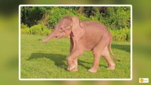 Read more about the article Rare and auspicious white elephant born in Myanmar