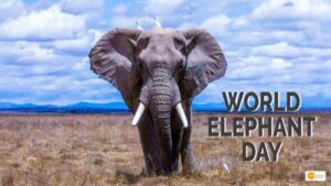 Read more about the article World Elephant Day: Date, History and facts