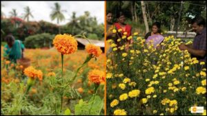 Read more about the article Kerala govt. encouraging marigold farming in Kochi ahead of Onam season