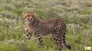 Read more about the article Cheetah: भारत को मिले नए सदस्य, जानें क्या है इनकी खासियत!