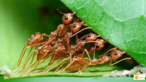 Read more about the article How Many Ants Crawling on Earth! Know what study says