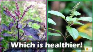 Read more about the article Rama tulsi or Krishna tulsi: Which is healthier!