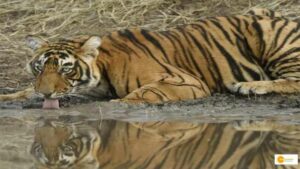 Read more about the article UP to get its first tiger reserve in Bundelkhand region