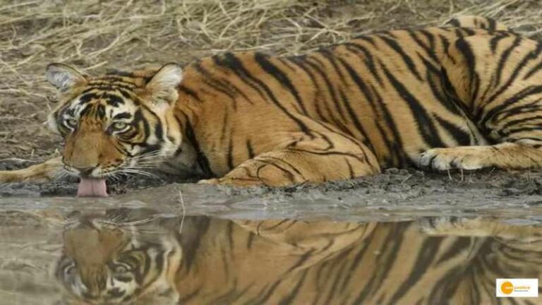 Read more about the article UP to get its first tiger reserve in Bundelkhand region