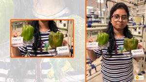 Read more about the article IIT Guwahati researchers create edible coating to extend shelf life of fruits and vegetables