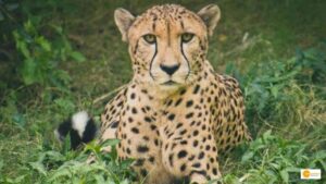 Read more about the article Now Odisha planning to bring home 2 cheetahs within 6 months