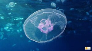 Read more about the article Amazing Fact: This Jellyfish Can Live Forever, Check how