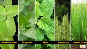 Read more about the article How to grow 5 herbs in your kitchen without soil to enjoy fresh picked ingredients in your meal