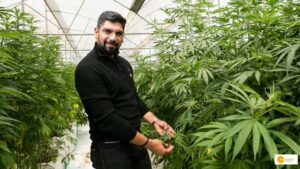 Read more about the article ‘Industrial cannabis’ cultivation in India for the first time