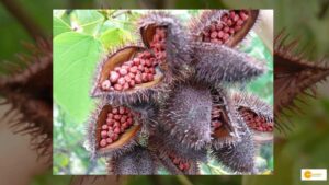 Read more about the article Vermilion plants: हिमाचल में उगाए जा रहे हैं सिंदूर के पौधे, जानें बहुमूल्य औषधीय पौधे के गुण!