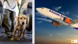 Read more about the article Now you can carry your pets with you anywhere, airlines allowed pets in flights