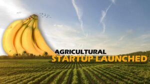 Read more about the article Agricultural startup launched an end-to-end supply chain for bananas