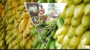 Read more about the article Banana Export: केले की खेती में कैसे भारत बन रहा अग्रणी जानें एंड-टू-एंड सप्लाय चेन को, जिससे किसानों को हो रहा लाभ!