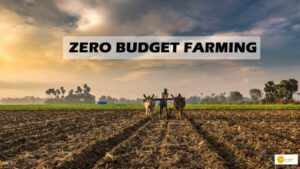 Read more about the article Zero Budget Farming के कई फायदे, पौष्टिक होती हैं इससे उगाई गई फल और सब्जियां