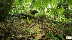 Read more about the article Bird thought to be extinct but rediscovered after 140 years
